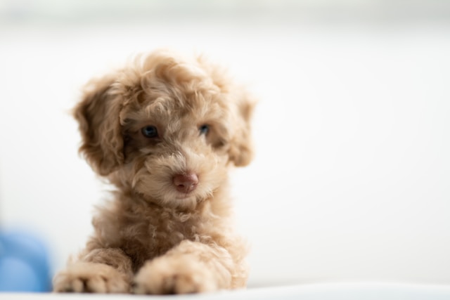 biege puppy