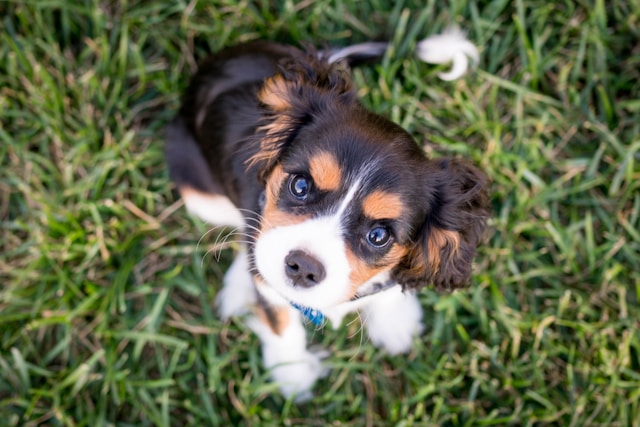 black, brown, and white puppy looking up at camera