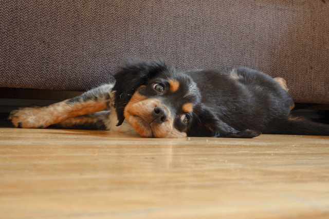 black and brown puppy laying on the floor