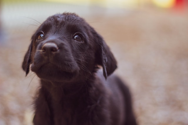 black puppy looking up off camera